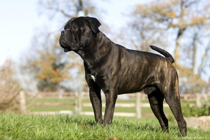 12 Elegant Italian Dog Breeds That Make Exceptional Pets