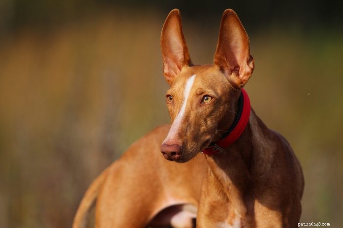 12 Elegant Italian Dog Breeds That Make Exceptional Pets