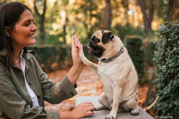 20 Dog Breeds Known for Unwavering Loyalty – Expert Guide