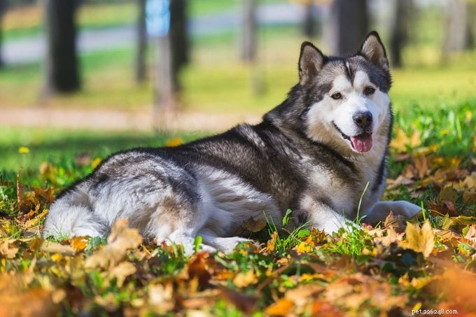 20 Dog Breeds Known for Unwavering Loyalty – Expert Guide