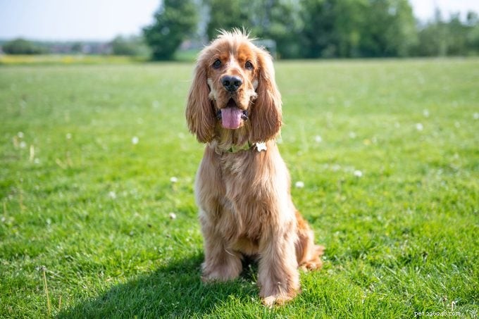 17 Calm Dog Breeds That Thrive in Family Homes