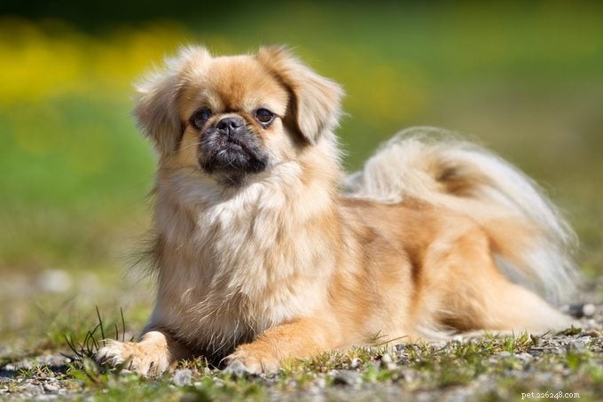17 Calm Dog Breeds That Thrive in Family Homes