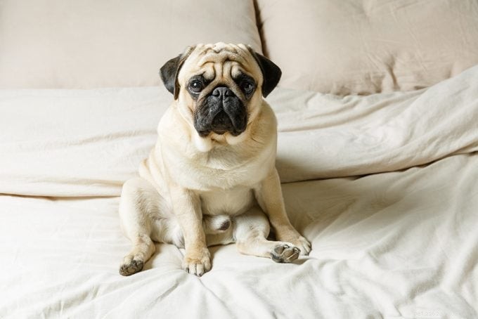 17 Calm Dog Breeds That Thrive in Family Homes