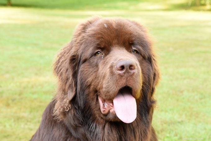 17 Calm Dog Breeds That Thrive in Family Homes