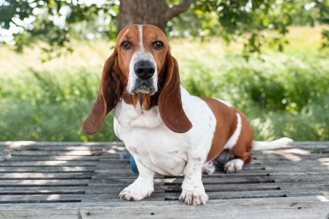 17 Calm Dog Breeds That Thrive in Family Homes