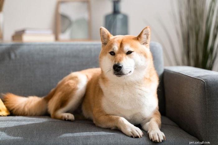 18 Quiet Dog Breeds That Won’t Bark Excessively