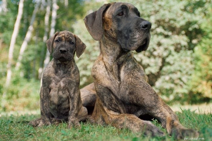 18 Quiet Dog Breeds That Won’t Bark Excessively