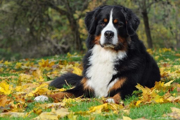 18 Quiet Dog Breeds That Won’t Bark Excessively