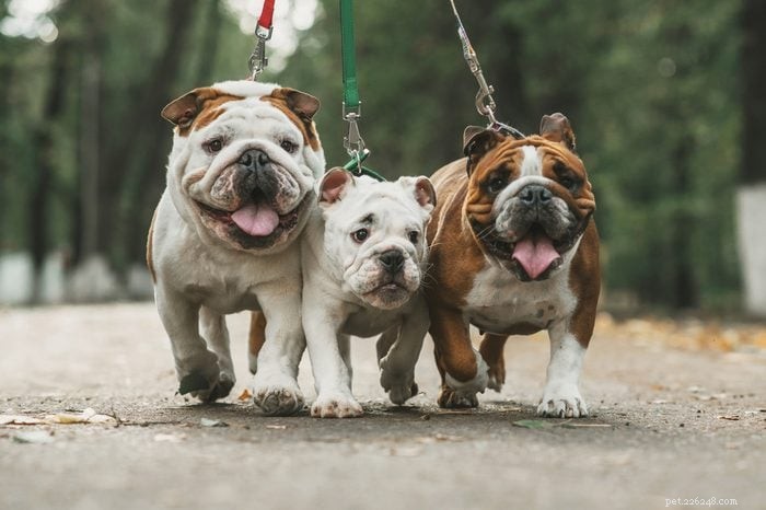 18 Quiet Dog Breeds That Won’t Bark Excessively