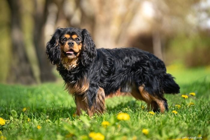 18 Quiet Dog Breeds That Won’t Bark Excessively