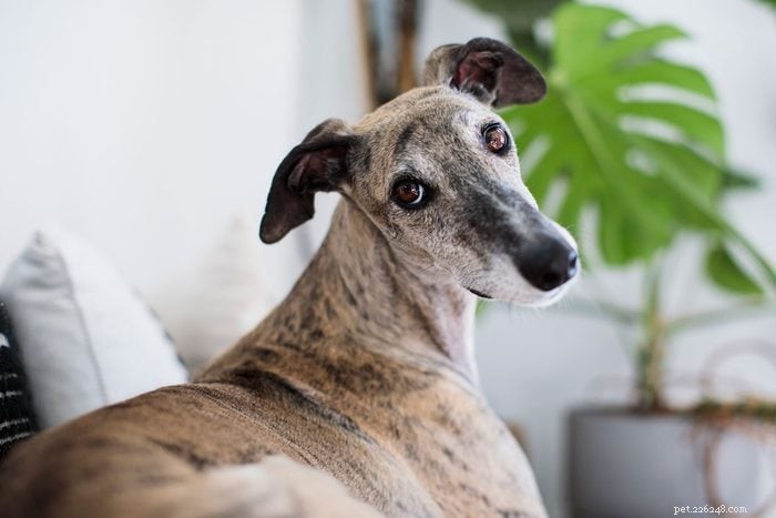 18 Quiet Dog Breeds That Won’t Bark Excessively