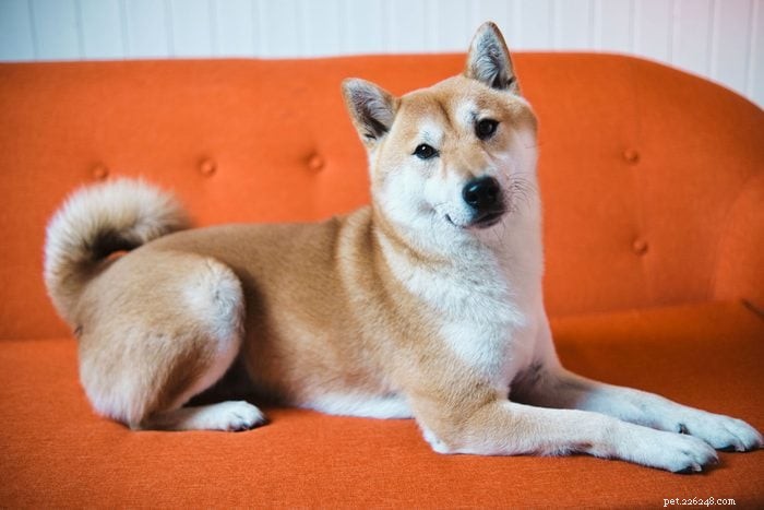 18 Quiet Dog Breeds That Won’t Bark Excessively
