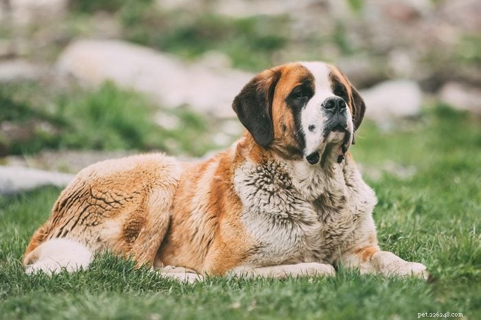 18 Quiet Dog Breeds That Won’t Bark Excessively