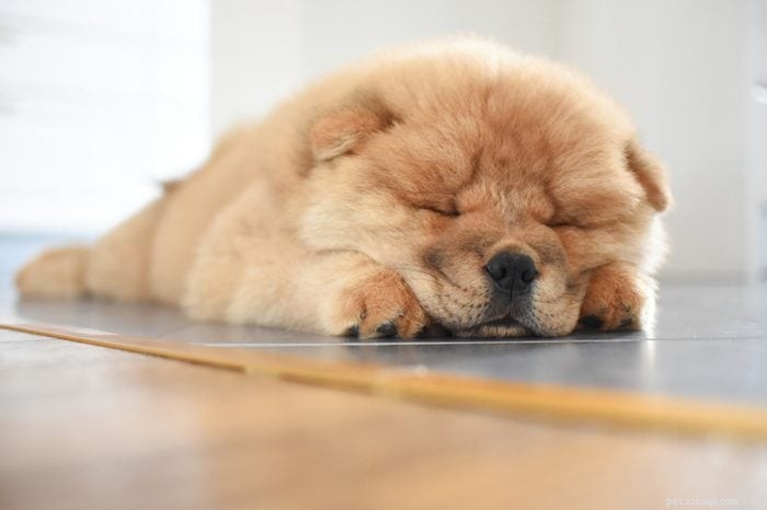 18 Quiet Dog Breeds That Won’t Bark Excessively