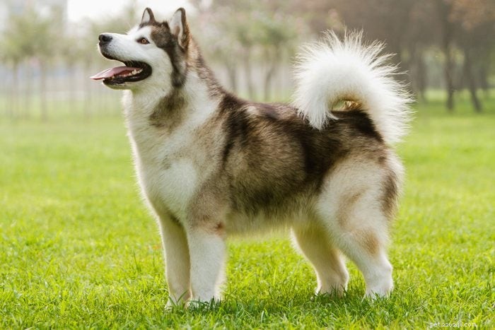 18 Quiet Dog Breeds That Won’t Bark Excessively