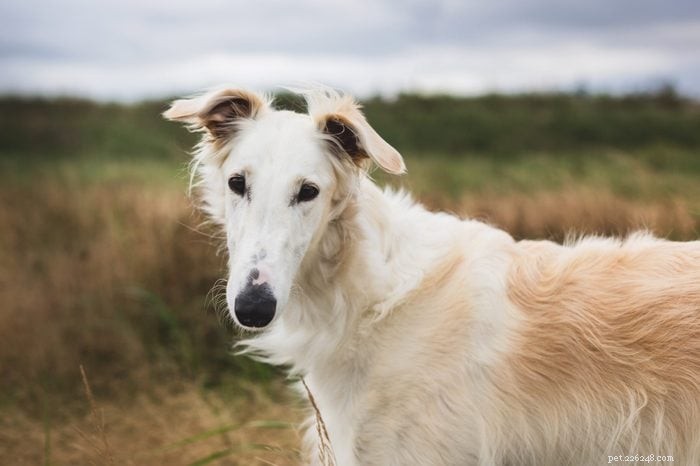 18 Quiet Dog Breeds That Won’t Bark Excessively