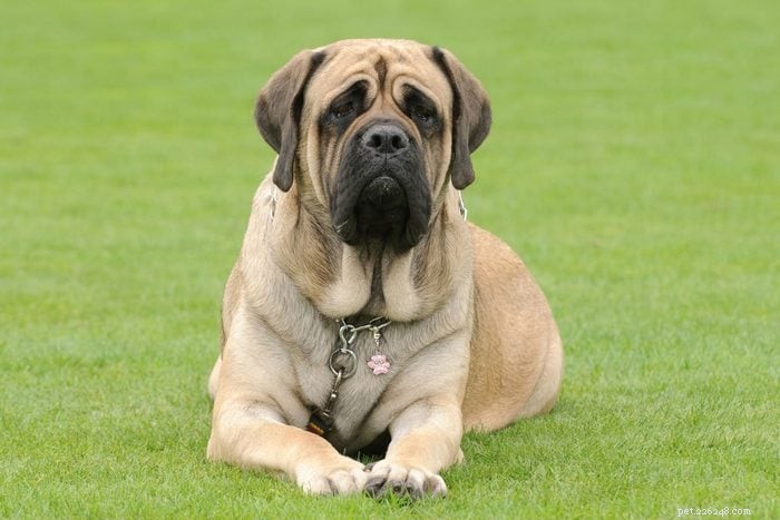 18 Quiet Dog Breeds That Won’t Bark Excessively