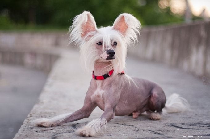 9 Stunning Hairless Dog Breeds: History, Care, and Low‑Shedding Benefits