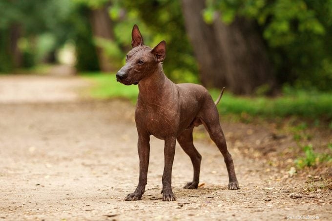 9 Stunning Hairless Dog Breeds: History, Care, and Low‑Shedding Benefits