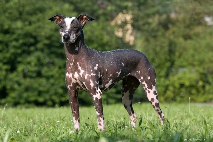 9 Stunning Hairless Dog Breeds: History, Care, and Low‑Shedding Benefits