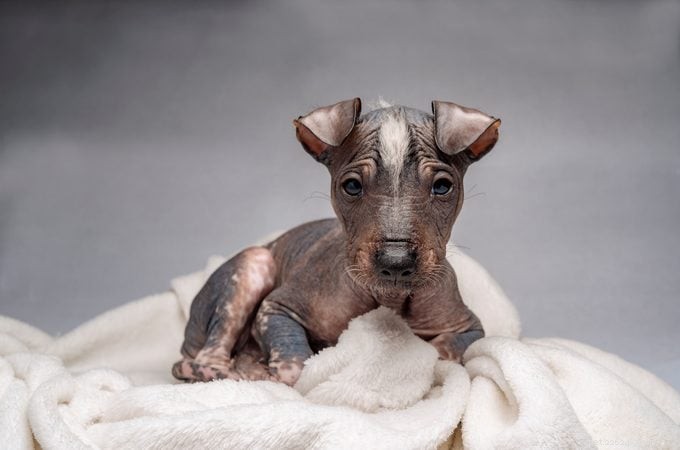 9 Stunning Hairless Dog Breeds: History, Care, and Low‑Shedding Benefits