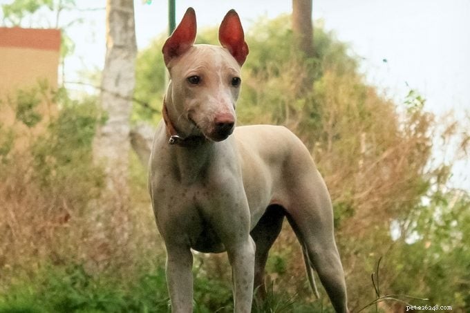 9 Stunning Hairless Dog Breeds: History, Care, and Low‑Shedding Benefits