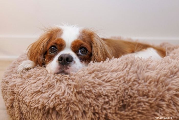 20 Low‑Energy Dog Breeds That Love to Nap