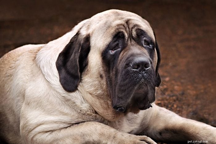 20 Low‑Energy Dog Breeds That Love to Nap