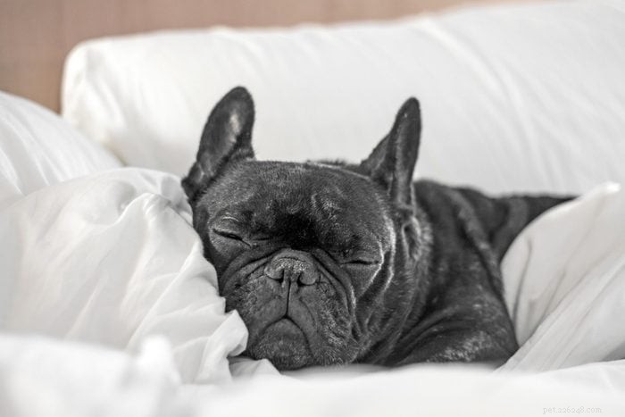 20 Low‑Energy Dog Breeds That Love to Nap