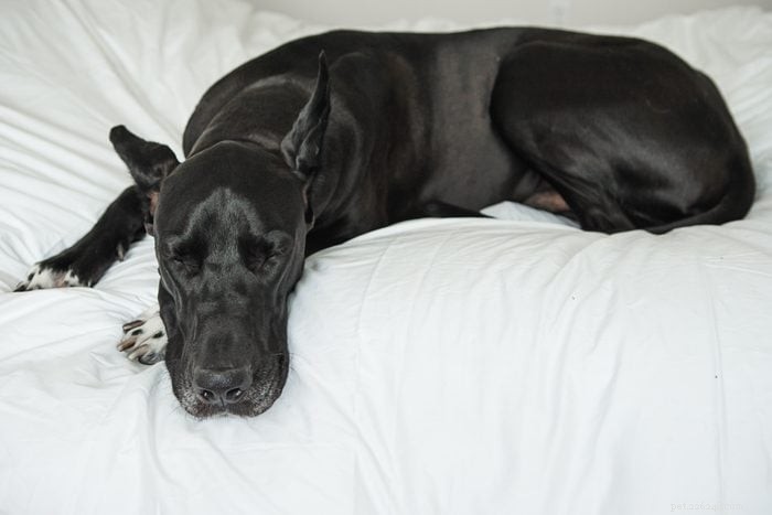 20 Low‑Energy Dog Breeds That Love to Nap