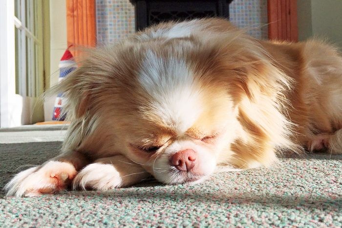 20 Low‑Energy Dog Breeds That Love to Nap