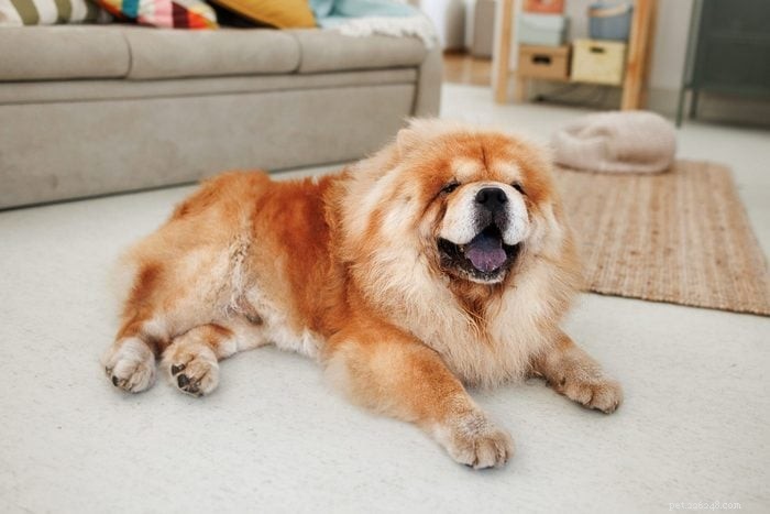 20 Low‑Energy Dog Breeds That Love to Nap