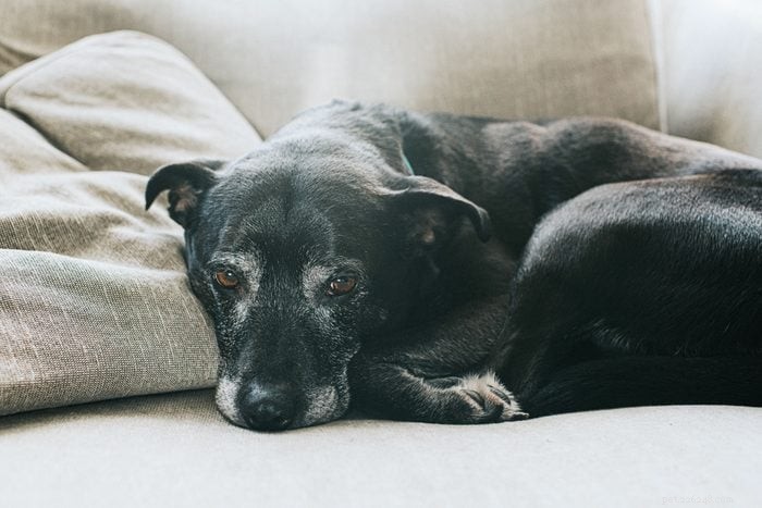 20 Low‑Energy Dog Breeds That Love to Nap