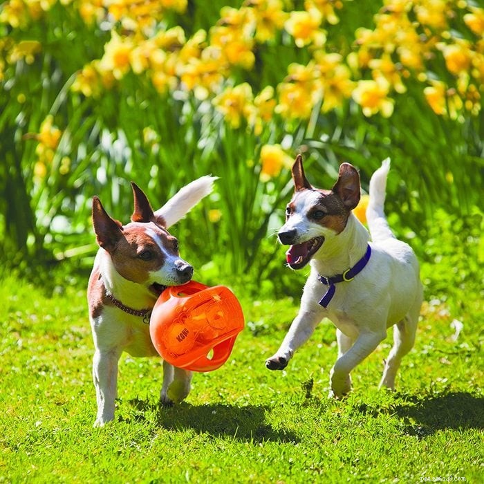 Top 10 Amazon Dog Toys Picked by a Certified Pet Expert