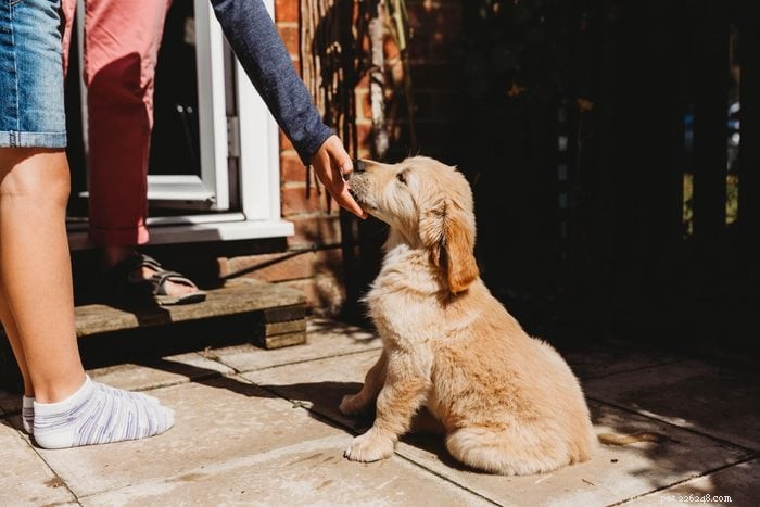 The Essential Guide to Training Your New Puppy: 10 Proven Steps