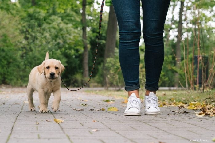 The Essential Guide to Training Your New Puppy: 10 Proven Steps
