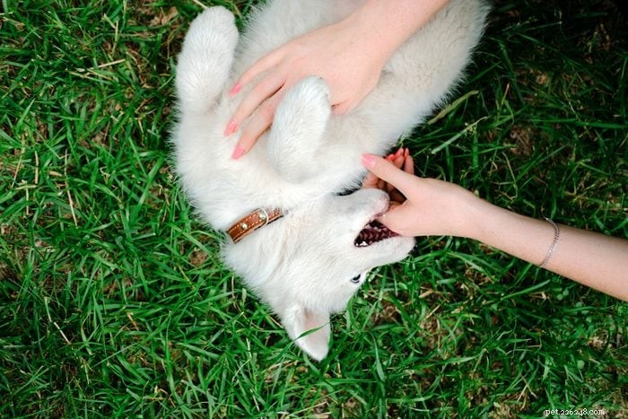 The Essential Guide to Training Your New Puppy: 10 Proven Steps