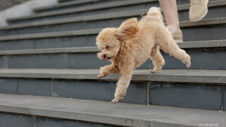 Tiny Shih Tzu Triumphs Over Stairs: A Heart‑warming Tale and Expert Tips to Ease Dog Anxiety