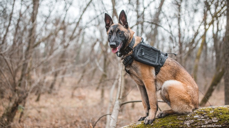 How Wixen the Malinois Became Norway’s Hero in Rescuing Lost Dogs