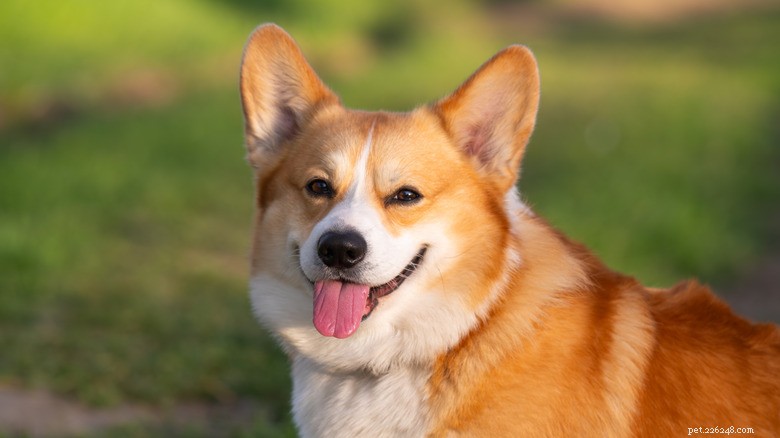 Walnut the Corgi: Explorer‑Ready in Full Gear—The Pembroke Welsh Corgi’s Perfect Adventure Companion