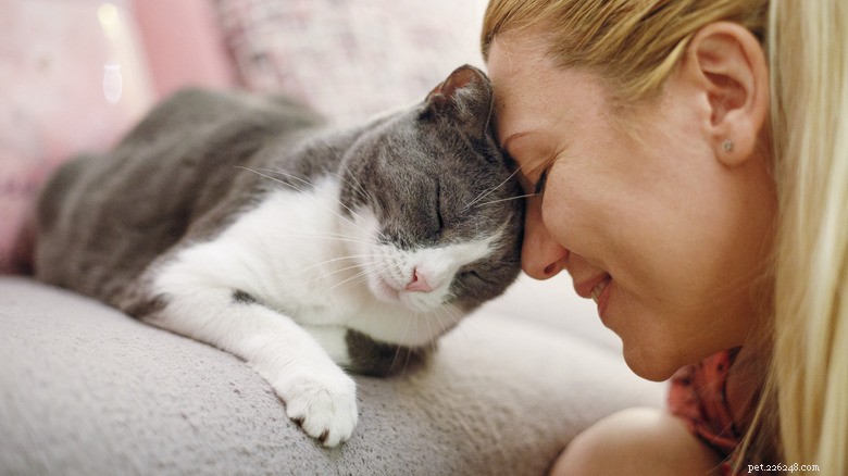 When a Cat Shows Love: Simon’s TikTok Moment Proves Feline Affection Matches Dog Devotion