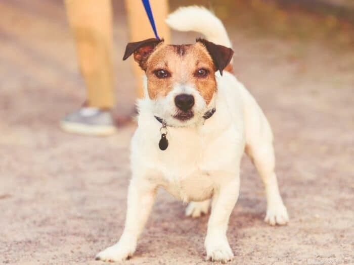 Training a Reactive Dog: A Proven, Step‑by‑Step Guide for Owners