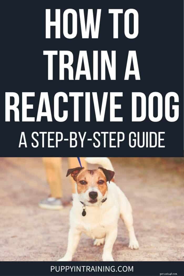 Training a Reactive Dog: A Proven, Step‑by‑Step Guide for Owners