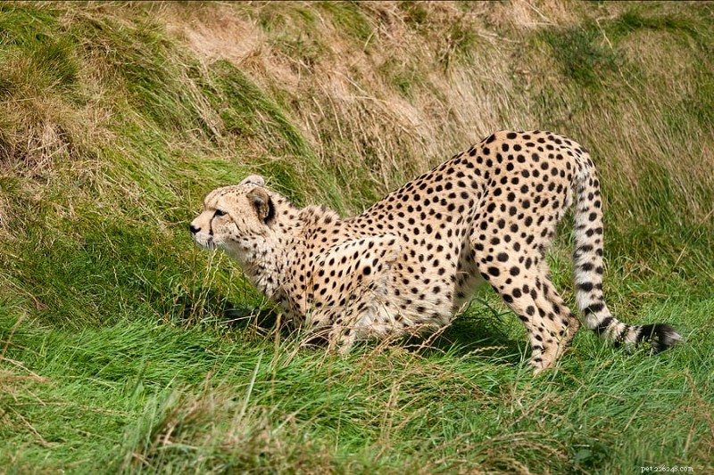 Why Cats Wiggle Their Butts Before Pouncing: The Science Behind the Playful Quirk