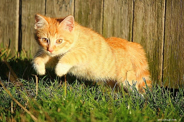 Why Cats Wiggle Their Butts Before Pouncing: The Science Behind the Playful Quirk
