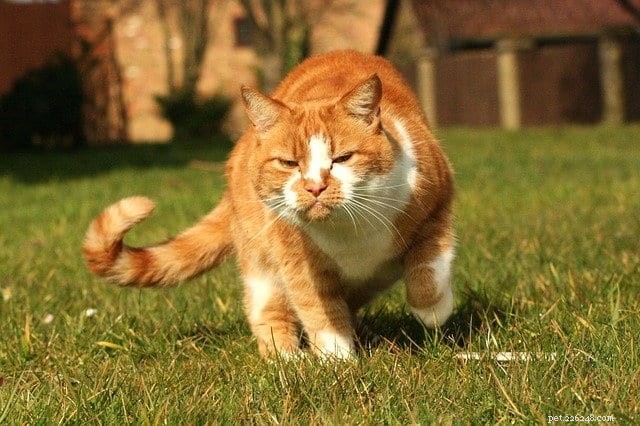 Why Cats Wiggle Their Butts Before Pouncing: The Science Behind the Playful Quirk