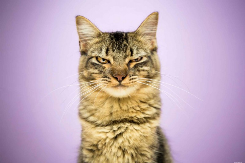 How Long Do Cats Stay Angry? Insights into Feline Grudges and Memory