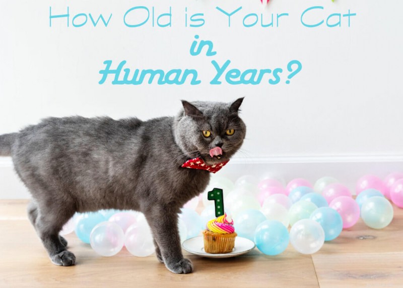 Your Cat’s Human Age: A Practical Guide to Understanding Feline Aging