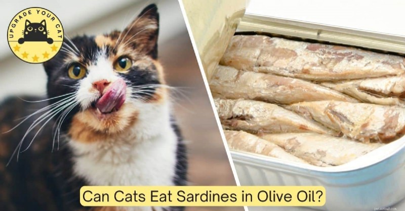 Are Sardines in Olive Oil Safe for Cats? All the Facts You Need