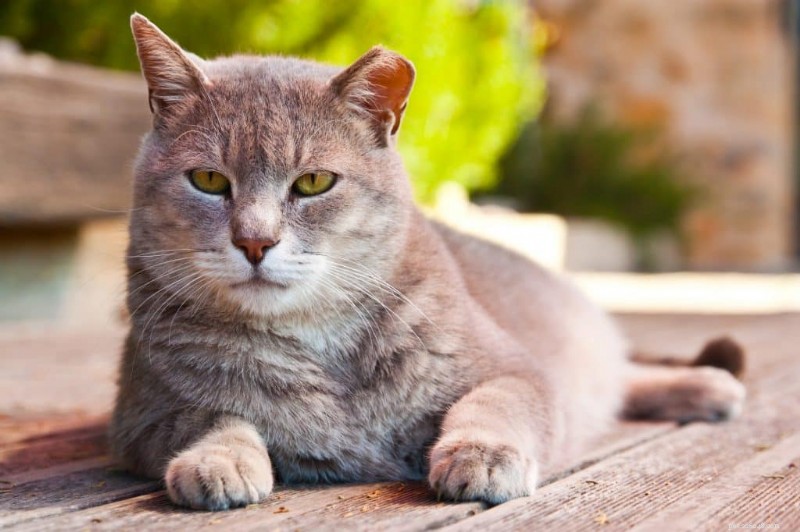 Can Cats Safely Eat Snap Peas? A Vet‑Approved Guide